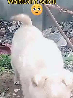 A post by @petsdoggood on TikTok caption: #abandoned #poor #doglovers #fyp