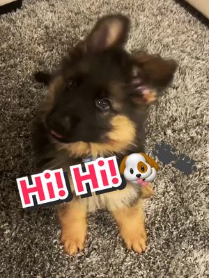 A post by @kaiser_n_frens on TikTok caption: HiHi! Kaiser hopes you all have a great day!🐶🐾💙 #fyp #puppiesoftiktok #dogsoftiktok #cute #goodmorningvideo