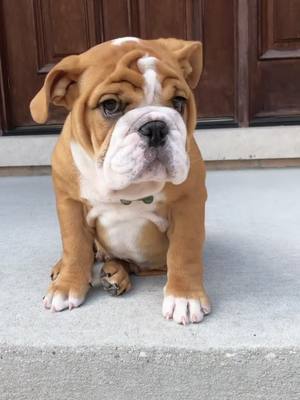 A post by @porkybeans_thebulldog on TikTok caption: #bulldog #dog #fyp #puppy #dogsoftiktok #englishbulldog