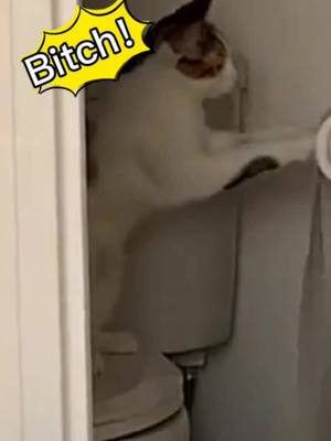 A post by @cutepetstar on TikTok caption: #cat#fyp#bitch#bad What are you doing?