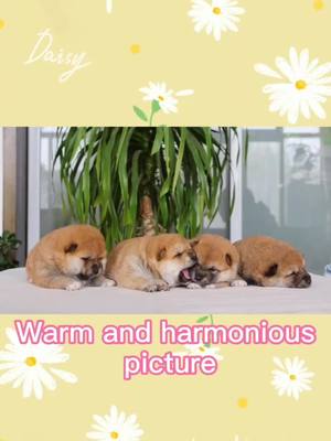 A post by @cutepetstar on TikTok caption: #fyp #dog#warm#shibainu which one do you like?