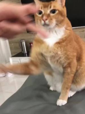 A post by @cutepetstar on TikTok caption: #cat#fyp#fight#cool Do u want to fight with me?