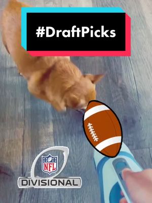 A post by @julietchihuahua on TikTok caption: Do you like to play fetch with your dog?￼#draftpicks @nfl