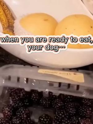 A post by @cutepetstar on TikTok caption: #funny #fyp #dog#eat When your are ready to eat,your dog.....