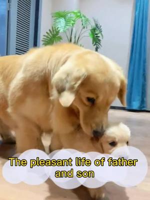 A post by @cutepetstar on TikTok caption: #dog #fyp #Love#fatherandson A pleasant life for father and son!