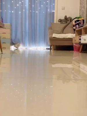 A post by @horncats on TikTok caption: Cat walk#foryou #foryoupage #cat #catsoftiktok #kitty #cutecat #pet