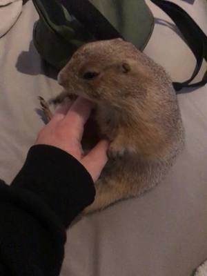 A post by @hammie4hamlet on TikTok caption: my angry lil bake potato 😌💕 #prairiedog#cute#yahoo#fyp