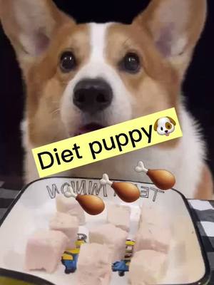 A post by @ohmyyummyfood on TikTok caption: Do u think I’m cute? Remember to put ur headphones and listen again. #petroutine #asmr #asmrsounds #asmrvideo #eating #puppy #dog #asmrfood