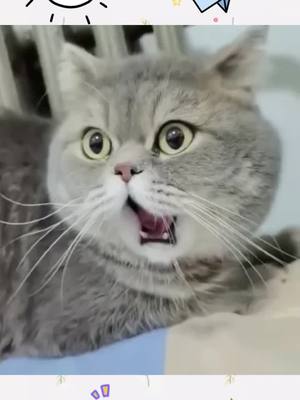 A post by @catparents7 on TikTok caption: The kitten dislocated her chin because she yawned too hard 😂😂#cat #kitten #catlover #pet #foryoupage #fyp #funny #funnyvideos