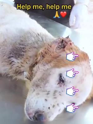 A post by @funnypetsfypyou on TikTok caption: Please help me #foryou#foryoupage#fyp#pet #tiktok#dog #lovedog#poordog