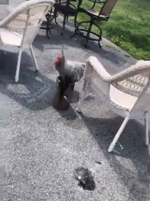 A post by @peppertherooster on TikTok caption: My sister sends me this when I’m not home😂😂😂 Pepper really be wit it #fyp #chicken