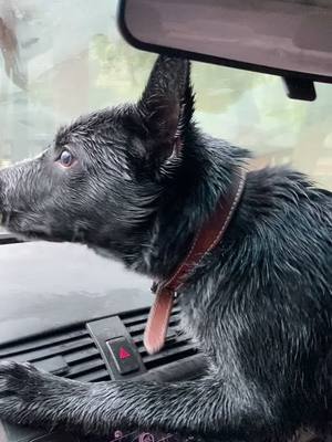 A post by @thatminihorsechick on TikTok caption: Just a day in the life of the best farm pup ever! #blueheeler #dogsoftiktok #dogtok