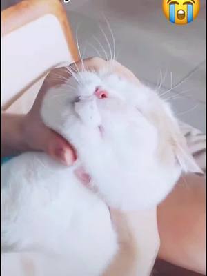 A post by @happycat081 on TikTok caption: someone help 😭😭😭 what should I do#pet #cat #cattiktok #broken #ChipsGotTalent #fy