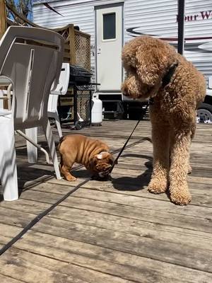 A post by @gaston_english_bulldog on TikTok caption: Why don’t you wanna go for a walk ?!#notafraid #englishbulldog #bulldog #englishbulldogpuppy #englisbulldogtiktok  #fyp #viral