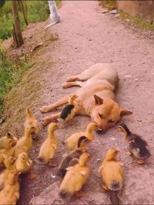 A post by @pets.area on TikTok caption: It always makes my day cuz i have so many friends #dog #duck #pets #fyp