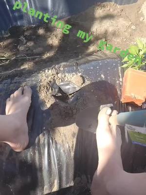 A post by @karissa_m87 on TikTok caption: bammmm. planting my garden with my feet and recording with my hands at the same time ha. Lovegardening