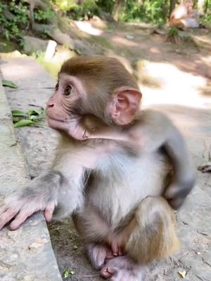 A post by @amonkeysuncle0 on TikTok caption: #monkey