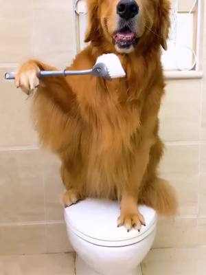 A post by @julitongd on TikTok caption: Accompany your partnerfyp #trending #foryou #foryoupage #viral #tiktok #pet #The dog #Golden retriever #Of pet