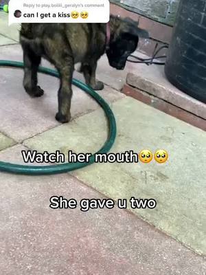 A post by @athena_the_beligan on TikTok caption: Reply to @play.boiiiii_geralyn #bothenapawever #2monthsold #fyp #belgianmalinois