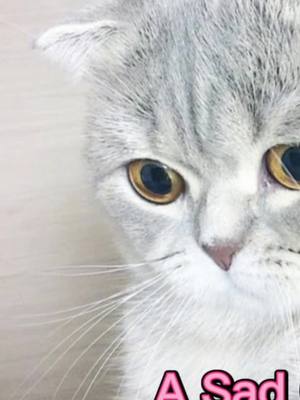 A post by @petpet_cute on TikTok caption: A sad cat...#cutecat #sad #kitty #fyp #cuty #anmialsoftiktok