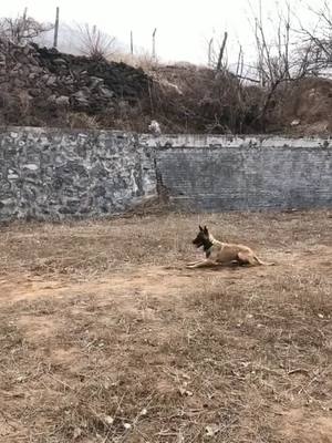 A post by @pethomed on TikTok caption: It's like Superman. It's awesome!#dog #foryou #pet