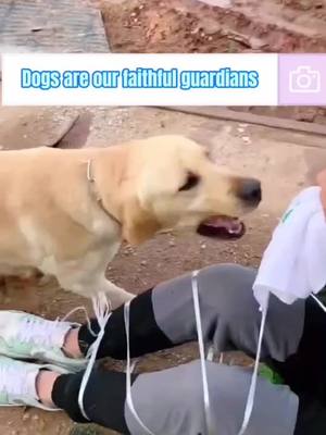 A post by @interestingsoul6 on TikTok caption: #fyp #foryourpage #fy #foryou #dog