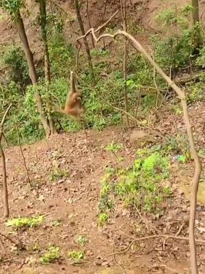 A post by @amonkeysuncle0 on TikTok caption: #monkey