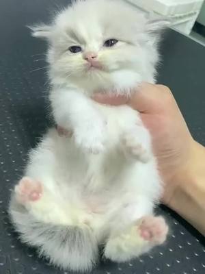 A post by @anaame7 on TikTok caption: Shiver🥶🥶#cute #kitten #cat #kittycat #fpy