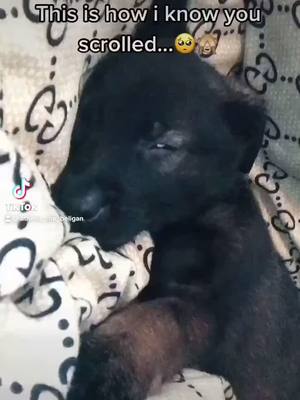 A post by @athena_the_beligan on TikTok caption: Repost!💞🔗 #aieselpawever #belgianmalinois #2monthsold #fyp