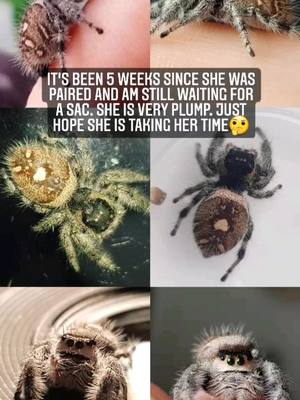 A post by @sharpspoods on TikTok caption: looks like shes about to pop🤣🕷 #PetsOfTikTok #petspider #spider #jumpingspider #fyp