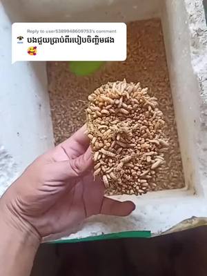 A post by @bongkarona2 on TikTok caption: Reply to @user5389948609753 Reply to @user5389948609753 បើរបងប្អូនណាខចងបានពងយកភ្ញាស់ខល់0988829009 ស្រួលភ្ញាស់ស្រួលចិញ្ចឹមផ្តល់វីតាមីនខ្ពស់ដល់ម