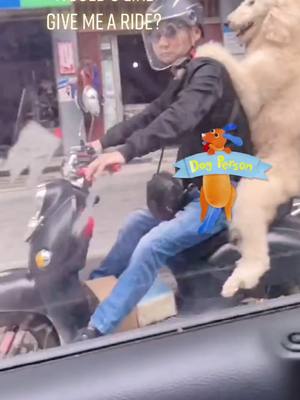 A post by @pets.area on TikTok caption: would u like give me a ride? #dog #dogperson #fyp #犬