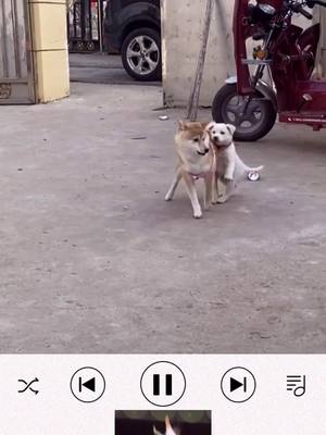 A post by @pets.area on TikTok caption: wee #dog #fyp #犬 #puppy