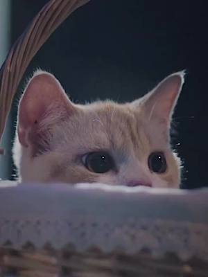 A post by @pets.area on TikTok caption: Do i make u happy? 👉🏻cmt #cat #fyp