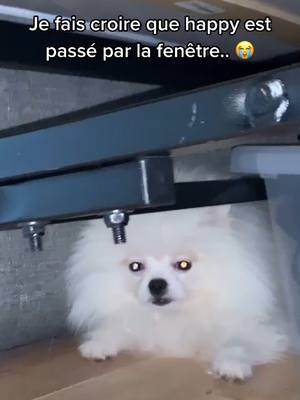 A post by @happy.shaark on TikTok caption: Grâce à ça ils ont trouvé ma nouvelle cachette 😂