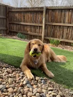 A post by @thegoldenwoodson on TikTok caption: #goldenretrieverlife #goldensoftiktok #howler #remyandroo