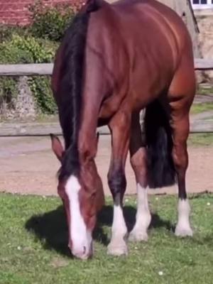 A post by @butterflyjump on TikTok caption: Petite princesse qui a agrandi la famille 👑🤍 #chevaux #equitation #horsesontiktok