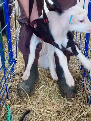 A post by @lismitchl on TikTok caption: Time to process Lambs!! #FriendlyFuture #farming #sheep #lamb #babyanimals