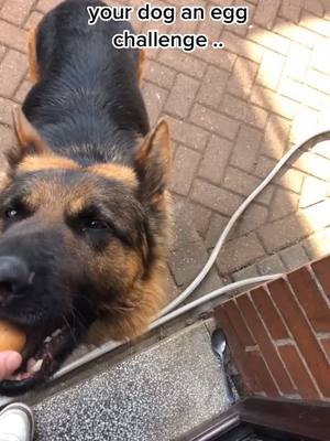 A post by @gsd.uk on TikTok caption: Don’t know what goes though his head sometimes 🤷‍♂️😂 #germanshepherd #eggchallenge #fyp #foryoupage #gsd #dog