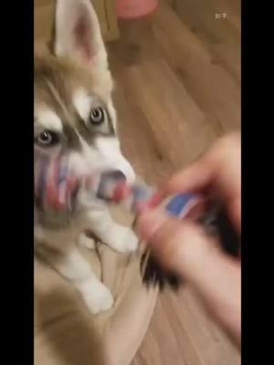 A post by @carwashsharing on TikTok caption: Every Scene of Husky could be an Emoji.Dog