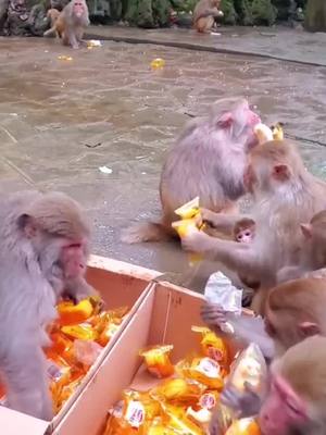 A post by @luckyhome_7 on TikTok caption: Monkey 🐒 #eatfood #food #bread #monkey #Zoo #animals #animalsoftiktok #foryou #foryoupage #cute #funny