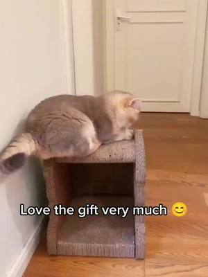 A post by @horncats on TikTok caption: Happy cat 😺#cat #kitty #cutecat #pet #foryou #foryoupage