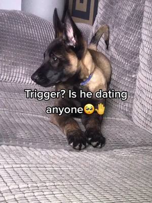 A post by @athena_the_beligan on TikTok caption: @tigger_greyhound 🥺💞🌍 #tathena #tathenpawever #belgianmalinois #2monthsold #fyp #viral