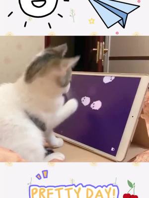 A post by @catparents7 on TikTok caption: The cat has a very strong business ability #cat #kitten #catlover #pet #foryoupage #fyp #funny #funnyvideos