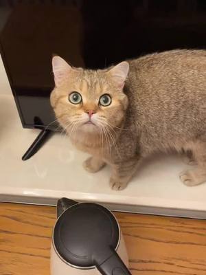 A post by @horncats on TikTok caption: What are you talking about?#cat #kitty #catsoftiktok #cutecat #pet #foryou #foryoupage