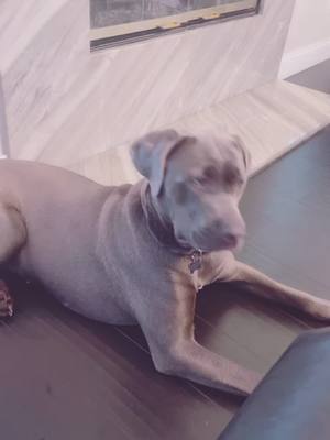 A post by @los_v_car on TikTok caption: #canecorso #peanutbutter #favoritesnacks