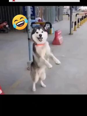 A post by @petpeople_0 on TikTok caption: 😂😂#dog #puppy #cat #kitty #cute #pet #funny #funnyvideos #foryou #foryoupage #fyp