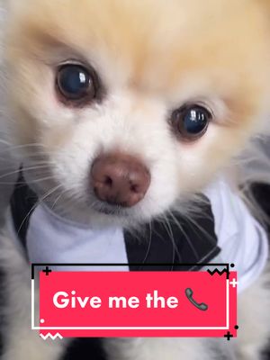 A post by @luccathepom on TikTok caption: Phone please 📞♥️ #pomeranian #pomeraniansoftiktok #pomsofinstagram #pomsoftiktok #dogsound #dogsoftiktok