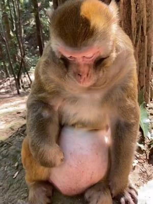 A post by @sharon9661 on TikTok caption: The monkey had a growing tumor.#monkey#🥺