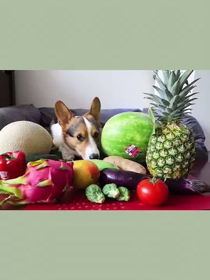 A post by @cherrymanmartyn01 on TikTok caption: Big Stomach King!🤪#dog #pet #cute #animal #corgi